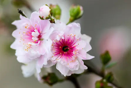 Blossom nature