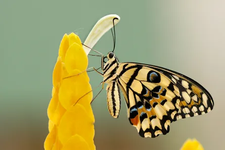 Butterfly on yellow flowers nature