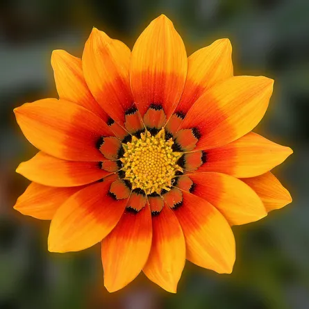 Gazania flower nature