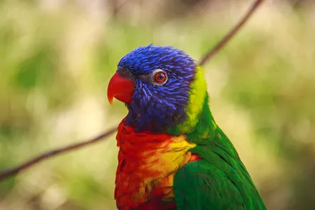 Macaw Parrot animal