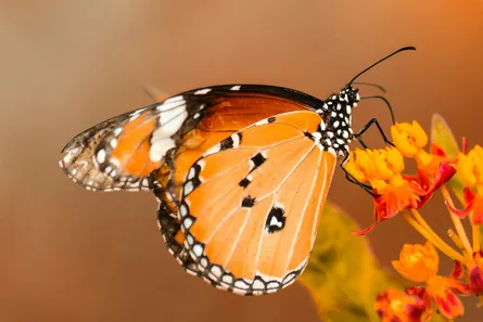 Monarch butterfly animal