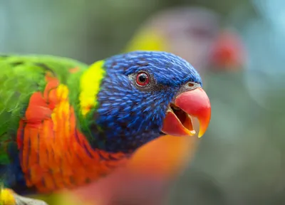 Rainbow Lorikeet animal