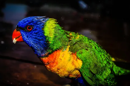 Animal Rainbow Lorikeet