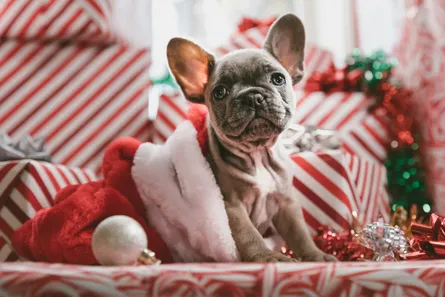 Small dog in santa hat