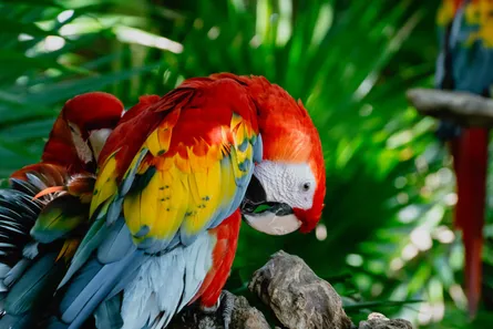 Macaw Bird