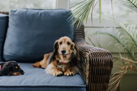 Dog on Sofa