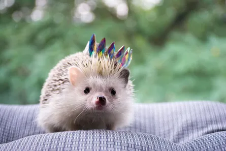 Small hedgehog