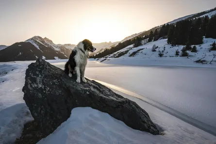 Karakachan Dog