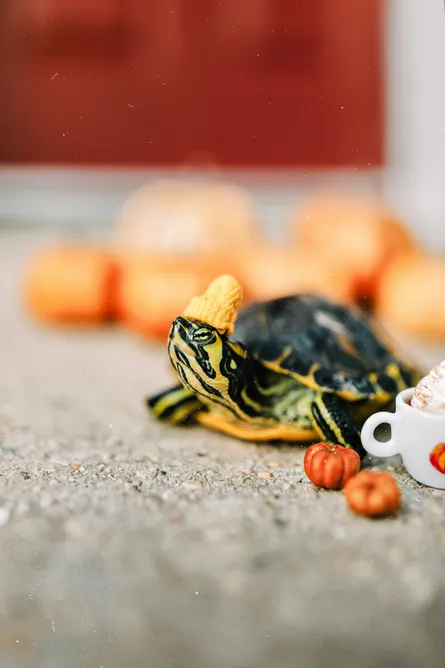 Turtle near fruit