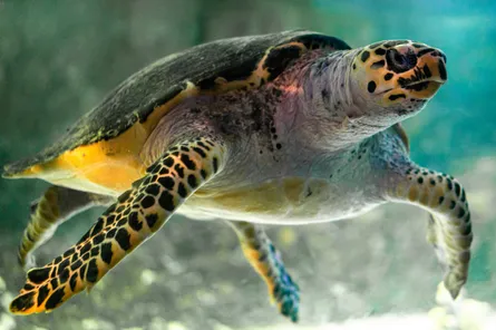 Hawksbill Sea Turtle