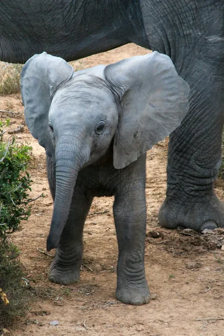 Small gray elephant