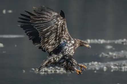 White-tailed Eagle