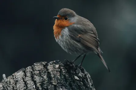 European robin