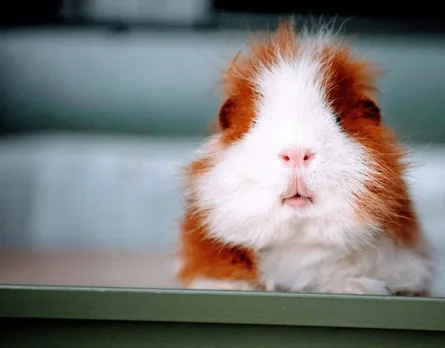 Guinea pig in photo