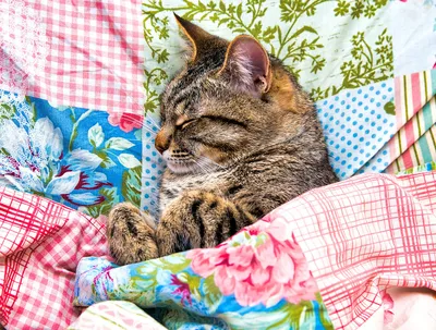 Cat sleeping under comforter