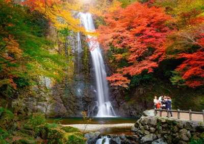 Waterfall surrounded by trees