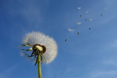 Dandelion seed flying in sky