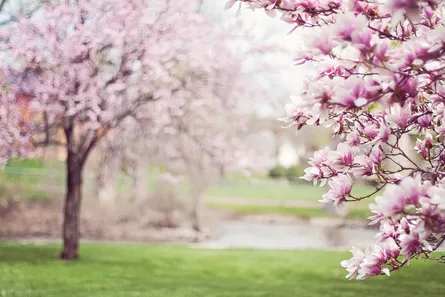 Spring blossoms