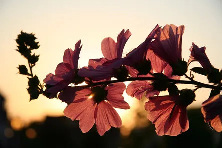 Pink flowers in sunlight