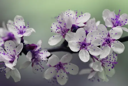 Purple flower branch