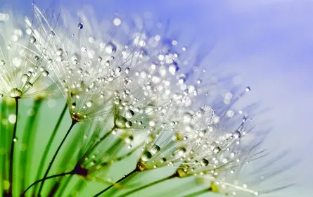 Drops of dew on flowers