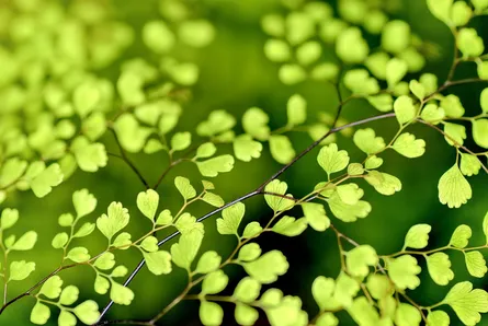 Leaves and stems