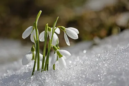 Snowy white flowers