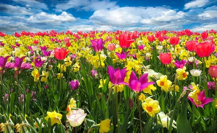 Colorful tulip field