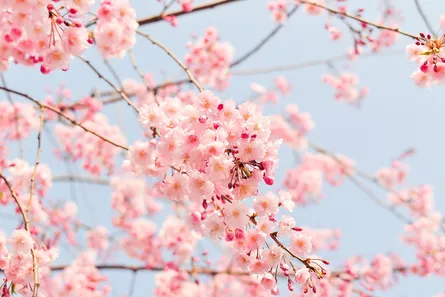 Pink blossom tree