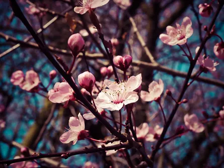 Flowering cherry tree