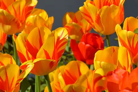 Bright yellow tulips