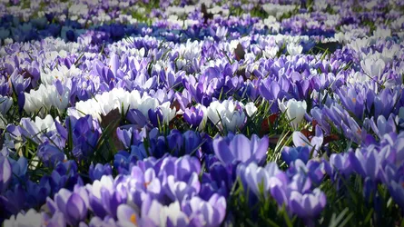 Purple and white flowers