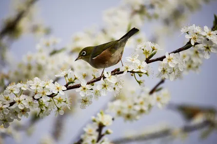 Bird perched on tree branch