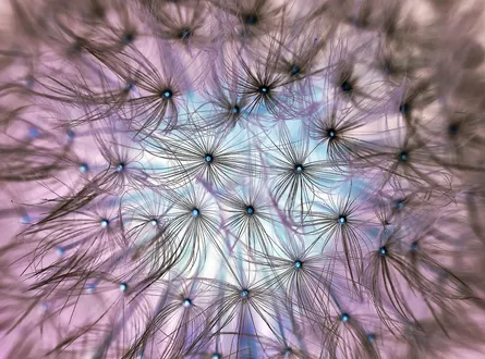 Purple flower close up