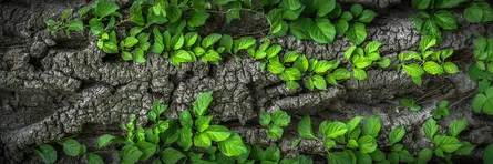 Ivy growing on tree bark