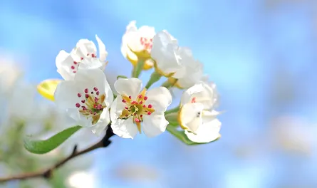 Blooming tree in full bloom