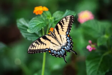 Colorful butterfly on plant