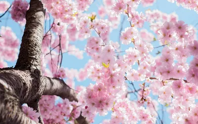 Blossoms on tree