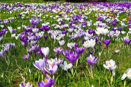 Purple flowers in field