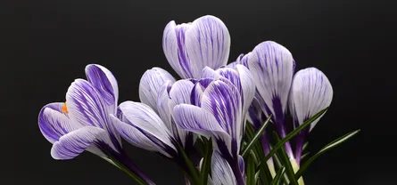 Purple flowers in vase