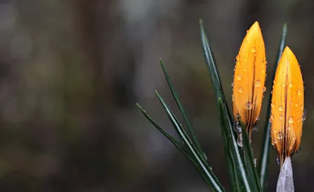 Orange flowers in the woods