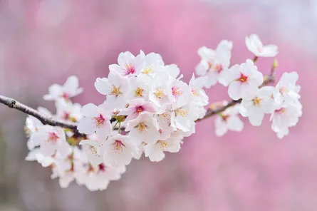 Blossoms on branches