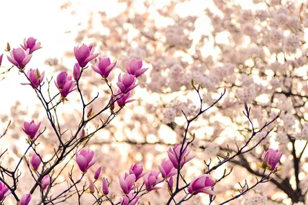 Blossom tree in bloom