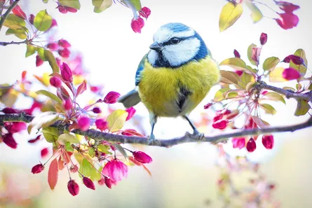 Bird in cherry blossoms