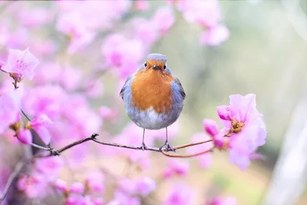 Bird on pink flowers