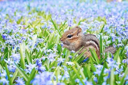 Small squirrel in bluebells