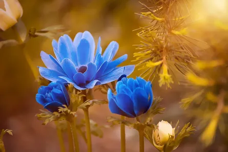 Colorful flowers in sunlight