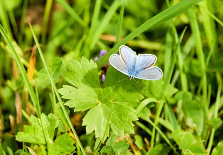 Blue butterfly on plant