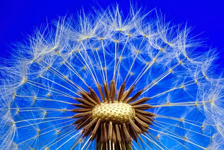 Flower of dandelion