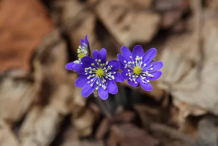 Blue flowers in leaves